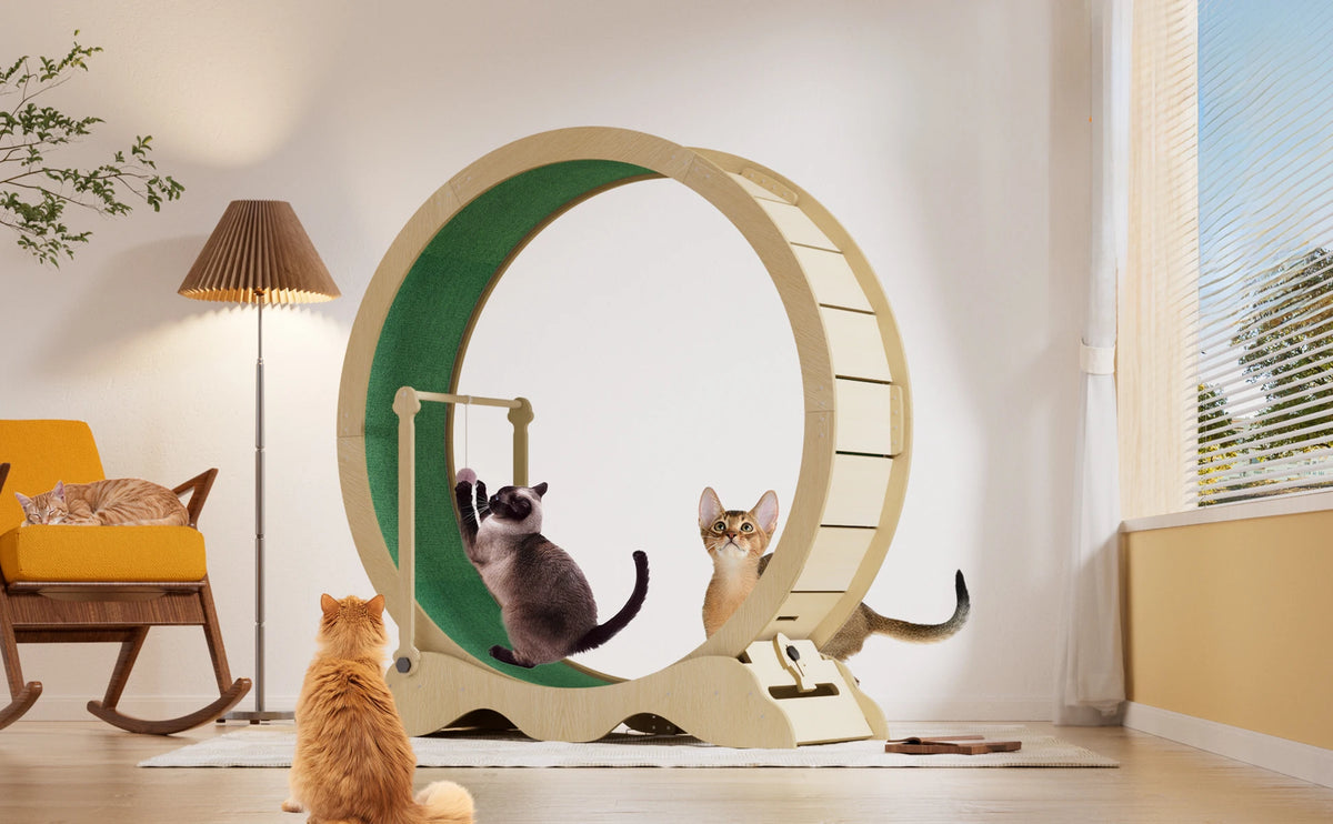 Quiet Wooden Cat Exercise Wheel For Indoor Fitness And Training