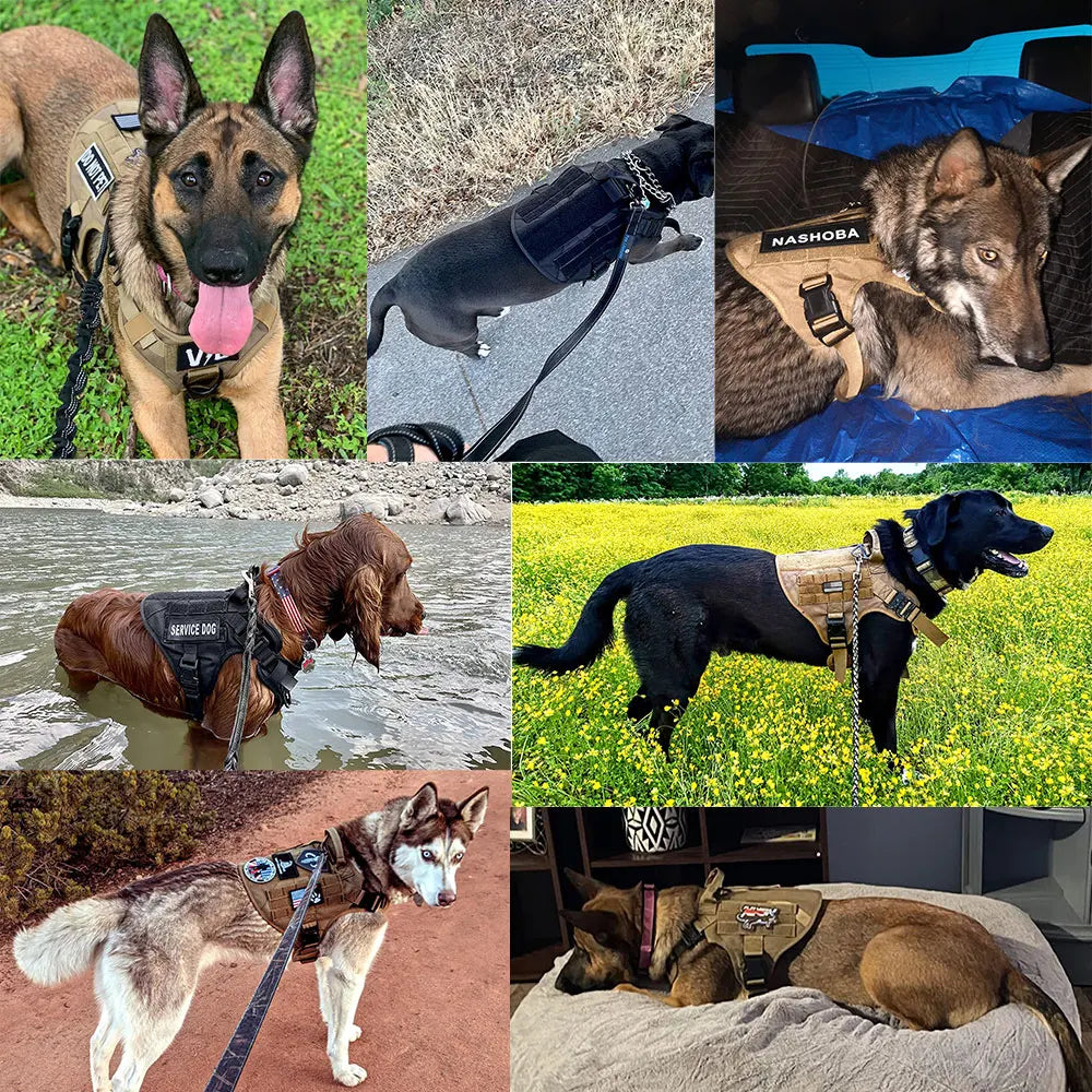 Petravel Nylon Dog Harness And Leash Set With Quick Release